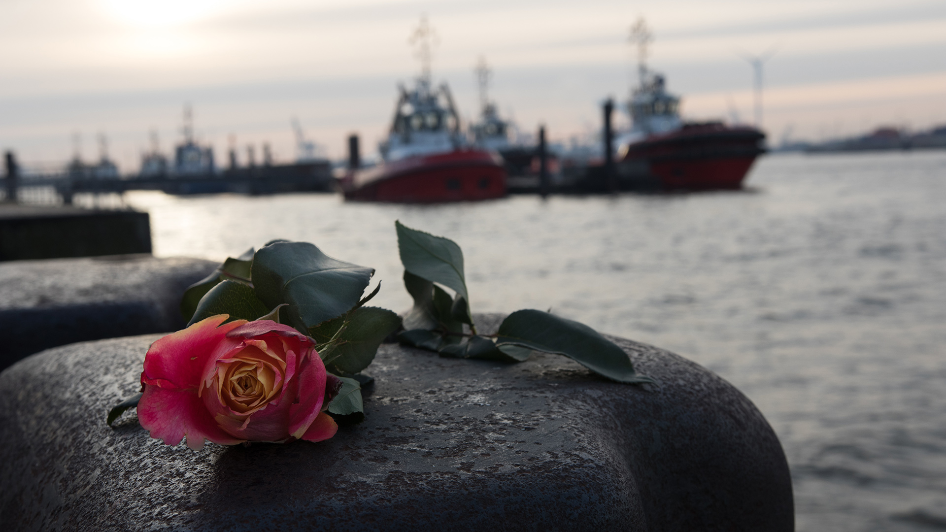Nahaufnahme einer Rose am Hamburger Hafen